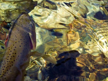 Westslope Cutthroat Trout