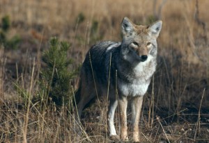 Coyote, courtesy NPS.